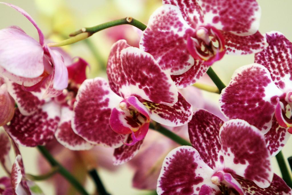 Orchidea Apartman Eger Buitenkant foto